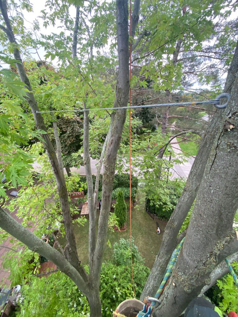 Tree Cabling Installation