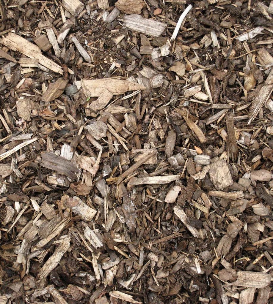 Soil Compaction: The Silent Hazard Affecting Urban Trees